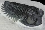 Coltraneia Trilobite Fossil - Huge Faceted Eyes #89235-1